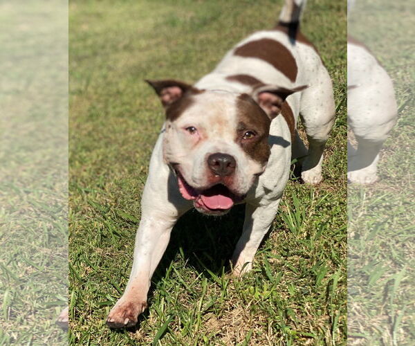 Medium Photo #11 American Pit Bull Terrier Puppy For Sale in Virginia Beach, VA, USA