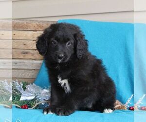 Australian Shepherd-Goldendoodle Mix Puppy for sale in HOLTWOOD, PA, USA