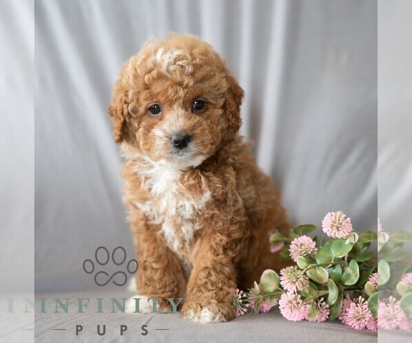 Medium Photo #4 Poodle (Miniature) Puppy For Sale in DORNSIFE, PA, USA