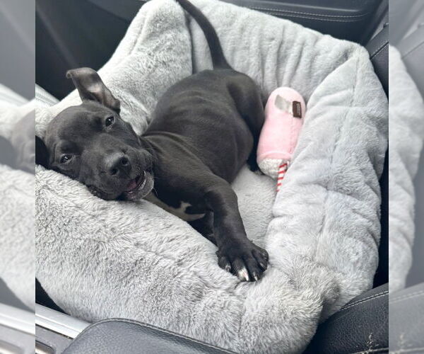 Medium Photo #9 American Staffordshire Terrier-Unknown Mix Puppy For Sale in San Juan Capistrano, CA, USA