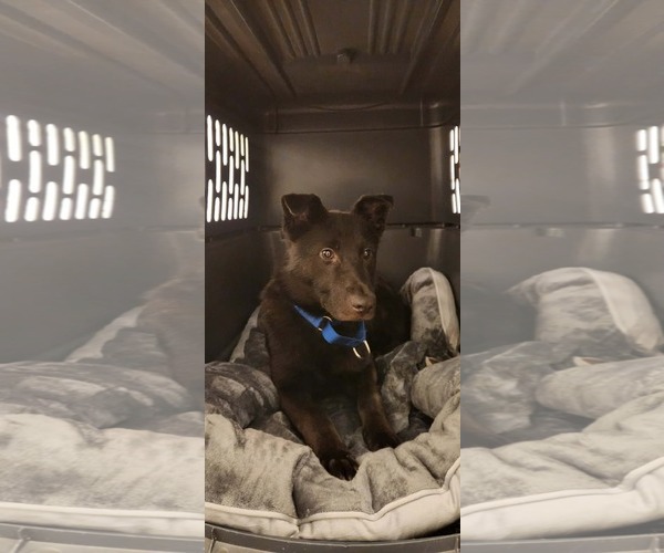 Medium Photo #2 German Shepherd Dog-pomeranian spitz Mix Puppy For Sale in Arlington, WA, USA