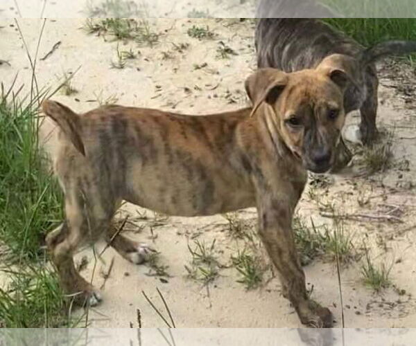 Medium Photo #13 Black Mouth Cur-Unknown Mix Puppy For Sale in Ridgefield, CT, USA
