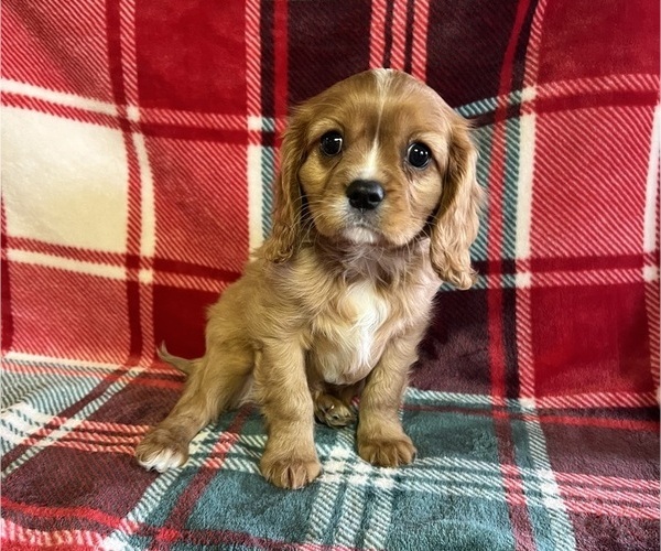 Medium Photo #1 Cavalier King Charles Spaniel Puppy For Sale in ELDRED, PA, USA