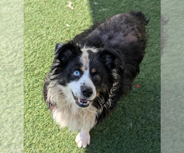 Medium Photo #2 Border-Aussie Puppy For Sale in Rockwall, TX, USA