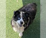 Small #1 Border-Aussie