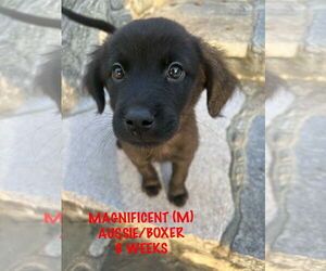 Australian Shepherd-Boxer Mix Dogs for adoption in pomfret, CT, USA