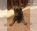 Small Photo #1 Doberman Pinscher Puppy For Sale in N FAIRFIELD, OH, USA