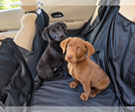 Small #1 Labrador Retriever Mix