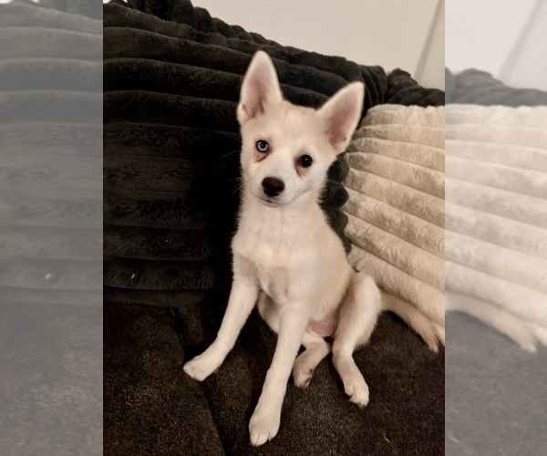 Medium Photo #227 Pomsky Puppy For Sale in LOVELAND, CO, USA