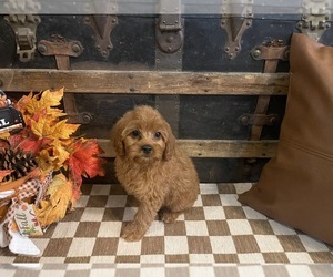 Cavapoo (Miniature) Puppy for sale in FULTON, KS, USA
