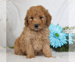 Small Photo #5 Goldendoodle-Poodle (Miniature) Mix Puppy For Sale in GAP, PA, USA