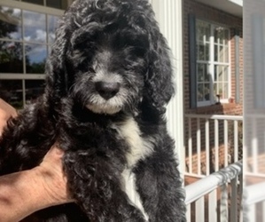 Labradoodle Puppy for sale in BRANDON, FL, USA