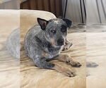 Small #10 Mutt