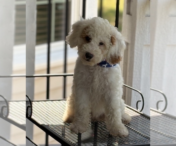 Medium Photo #9 Goldendoodle (Miniature) Puppy For Sale in SAINT MARYS, KS, USA