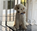 Small #8 Goldendoodle (Miniature)