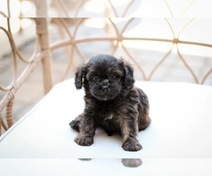ShihPoo Puppy for sale in MEDIAPOLIS, IA, USA
