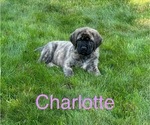 Puppy Charlotte Mastiff