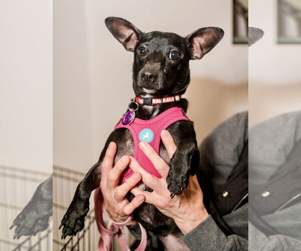 Medium Photo #3 Chiweenie Puppy For Sale in St. Louis Park, MN, USA