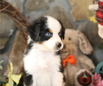 Small #3 Australian Shepherd