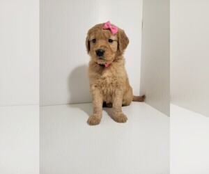 Golden Retriever Puppy for sale in GOODYEAR, AZ, USA