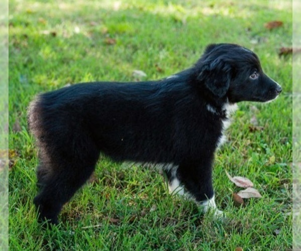Medium Photo #4 Miniature Australian Shepherd Puppy For Sale in NEOSHO, MO, USA