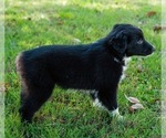 Small Photo #4 Miniature Australian Shepherd Puppy For Sale in NEOSHO, MO, USA