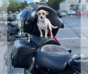 Lilly - Female Chihuahua-Unknown Mix Dog for Adoption - Photo #7