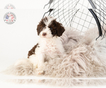 Small Photo #21 Saint Berdoodle Puppy For Sale in LEAVENWORTH, IN, USA