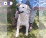 Small Great Pyrenees