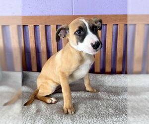 Labrador Retriever-Unknown Mix Dogs for adoption in Genesee, WI, USA