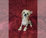 Small Photo #3 Chinese Crested Puppy For Sale in LAKELAND, FL, USA