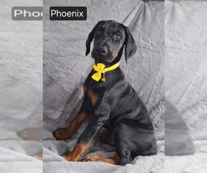 Doberman Pinscher Puppy for sale in POMEROY, OH, USA