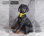Small Doberman Pinscher