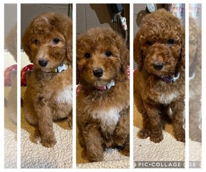 Poodle (Standard) Puppy for sale in OSWEGO, NY, USA