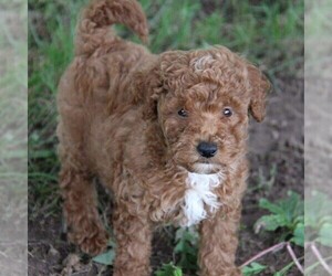 Goldendoodle-Poodle (Miniature) Mix Puppy for sale in STANLEY, WI, USA