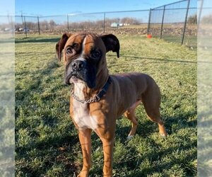 Tyson - ADOPTION PENDING!! - Male Boxer Dog for Adoption - Photo #12