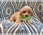 Small Photo #10 Bichpoo Puppy For Sale in LAKELAND, FL, USA