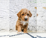 Small Photo #24 Poodle (Toy) Puppy For Sale in SYRACUSE, IN, USA