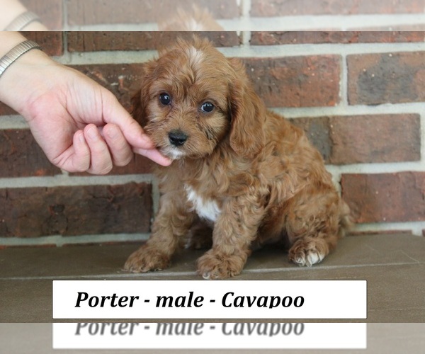 Medium Photo #3 Cavapoo (Miniature) Puppy For Sale in CLARKRANGE, TN, USA