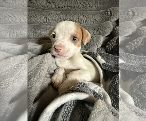 Mutt Dogs for adoption in pomfret, CT, USA