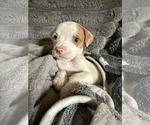 Small Mutt