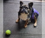 Small #1 French Bulldog