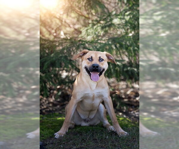 Medium Photo #2 German Shepherd Dog-Unknown Mix Puppy For Sale in Belleville, IL, USA