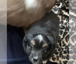 Small Photo #12 Miniature Australian Shepherd Puppy For Sale in BETHANY, IL, USA