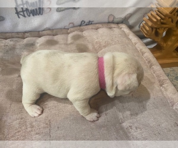 Medium Photo #9 French Bulldog Puppy For Sale in VILLA RICA, GA, USA