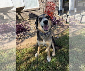 Fable - Female Australian Shepherd-Unknown Mix Dog for Adoption - Photo #3