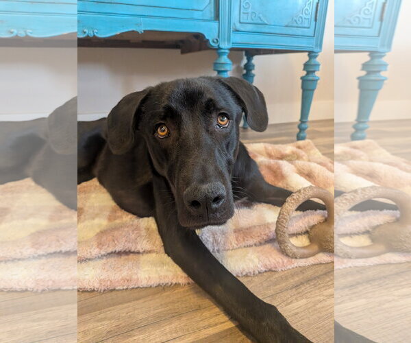 Medium Photo #18 Labrador Retriever-Unknown Mix Puppy For Sale in Sandy, UT, USA