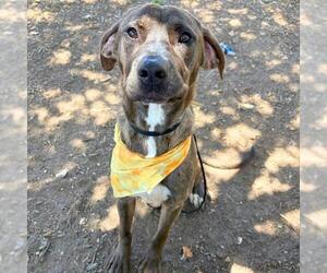 Mutt Dogs for adoption in San Antonio, TX, USA