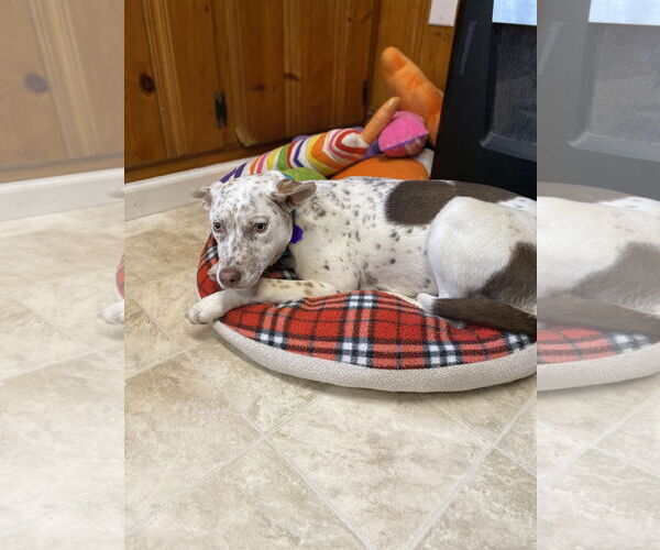 Medium Photo #2 Mutt Puppy For Sale in Raleigh, NC, USA