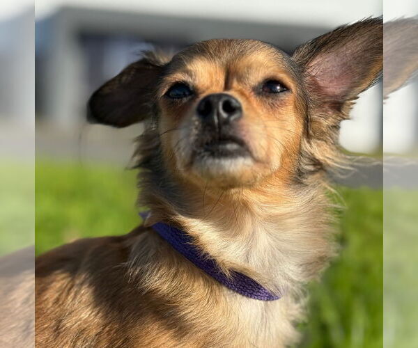 Medium Photo #1 Chihuahua-Unknown Mix Puppy For Sale in Chico, CA, USA